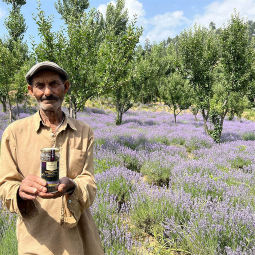 Bhaderwah Lavender: The Fragrant Jewel of Jammu and Kashmir