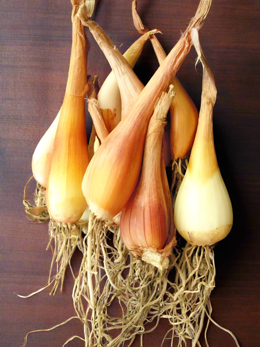 Kashmiri Shallots (Praan) – Wild Shallot Onion from Kashmir